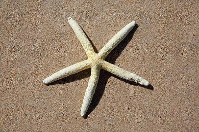 游戏总监确认《奥日》系列销量已突破1500万部